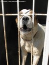 Alcuni cani di Mr. HAMDAMOV